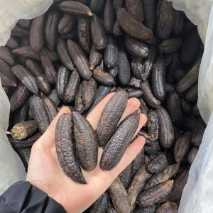 Chuối hột rừng Sơn La