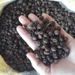 hạt mắc mật khô