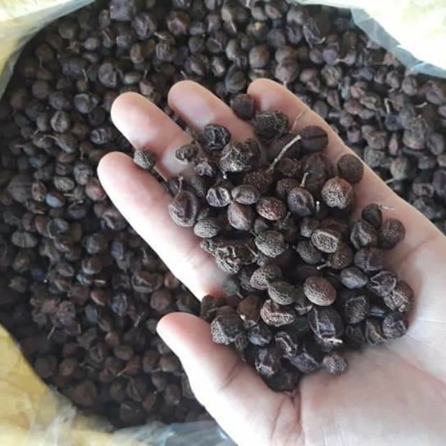 hạt mắc mật khô